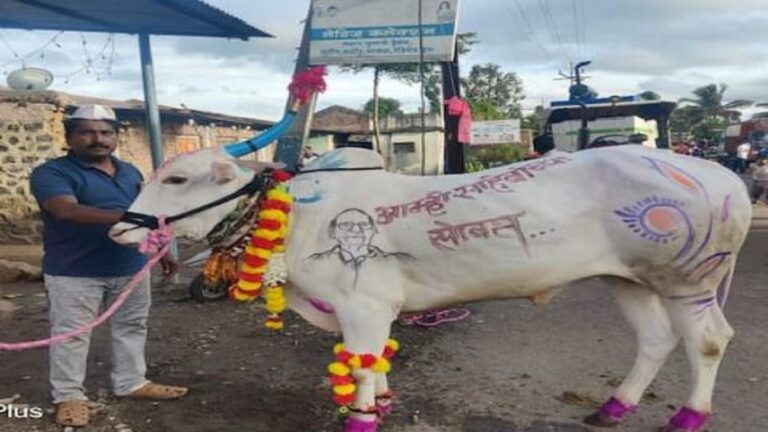 आम्ही साहेबांच्या सोबत!! बैलाच्या अंगावर लिहीत सांगलीतल्या वाळवामधील शेतकऱ्याचं पवार प्रेम दाखवलं..