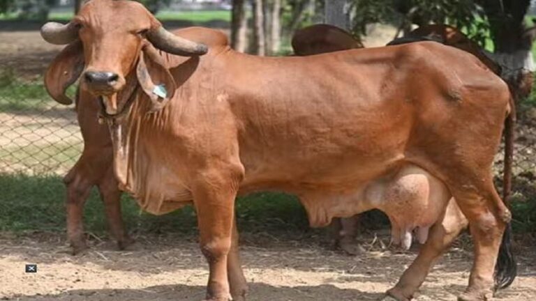 गायींच्या या तीन जाती आहेत खुपच फायदेशीर, दररोज 50 लिटरहून अधिक दूध, जाणून घ्या..