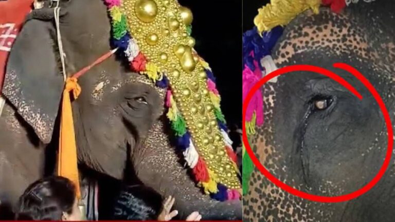 महादेवी हत्तीण पुन्हा कोल्हापूरच्या नांदणी मठात परतणार? काय आहे प्रकरण?