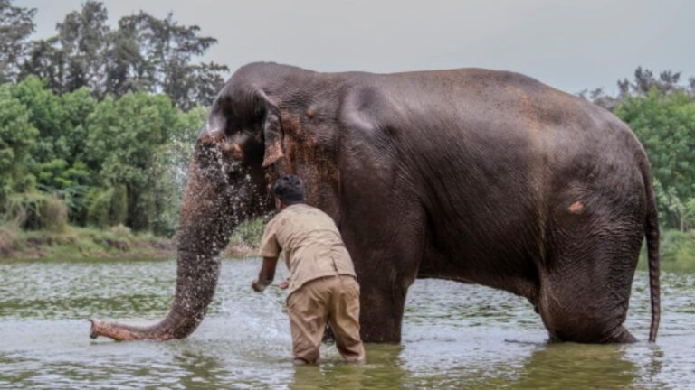 आम्ही मठाच्या स्वामींसोबत चर्चा करत आहोत, महादेवी हत्तीणीबाबत ‘वनतारा’कडून स्पष्टीकरण