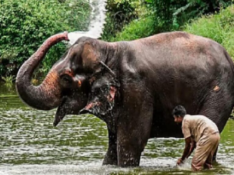 महादेवी हत्तीणप्रकरणी उच्चस्तरीय समितीकडे आज अर्ज दाखल होणार